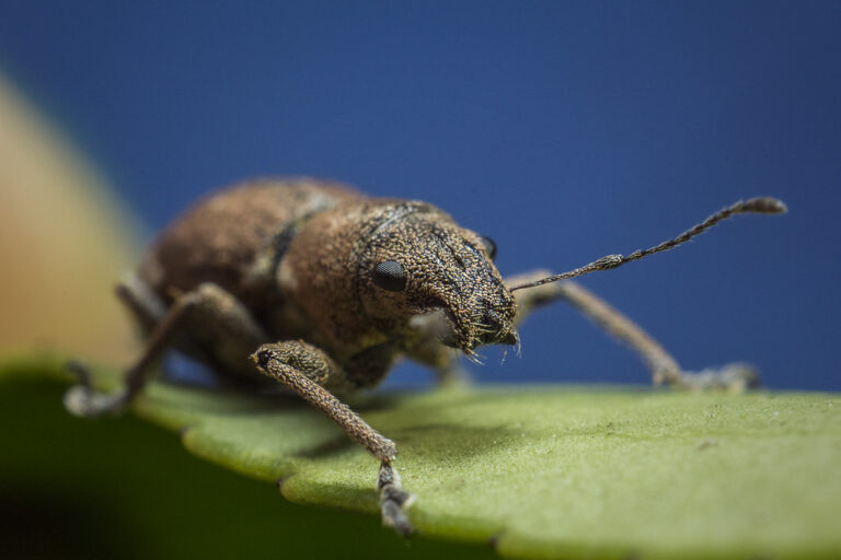 Peritelus Sphaeroides